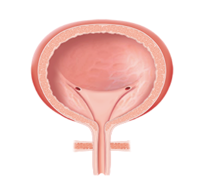 Overactive bladder MOA