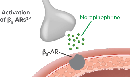 Diagram illustrating norepinephrine binding to and activating β3‑adrenergic receptors (ARs)