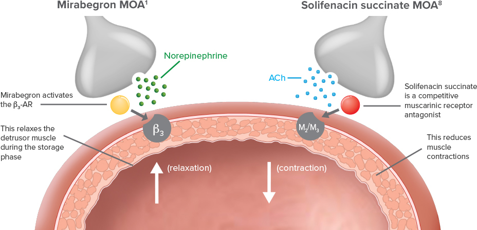 Diagram illustrating mirabegron and solifenacin succinate mechanisms of action