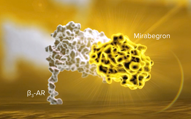 MYRBETRIQ Mechanism of Action Step 3: Mirabegron has low affinity for beta-1 and beta-2 AR
