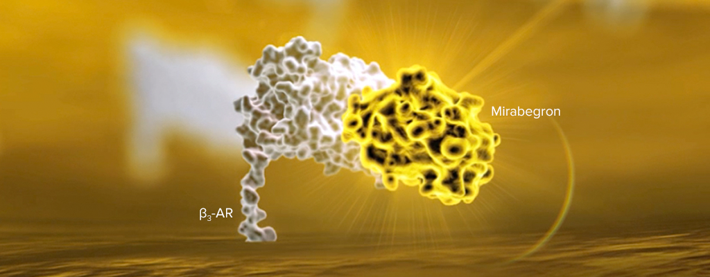MYRBETRIQ Mechanism of Action Step 3: Mirabegron has low affinity for beta-1 and beta-2 AR